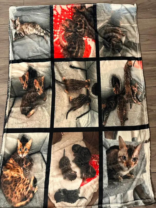 1 bb bengal mâle - Photo 10