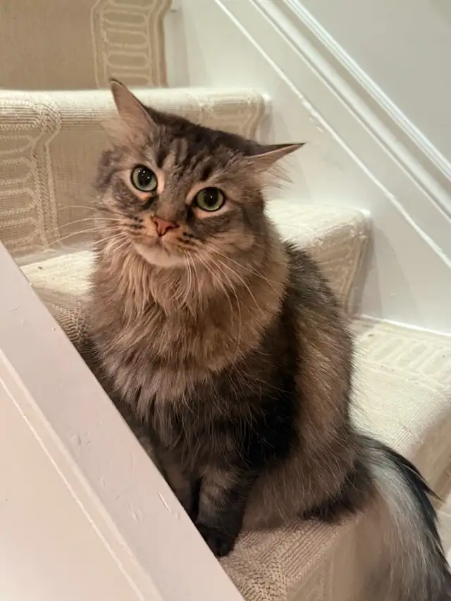 Beautiful female cat looking for a loving home