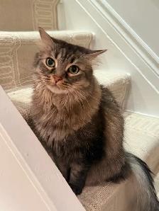 Beautiful female cat looking for a loving home