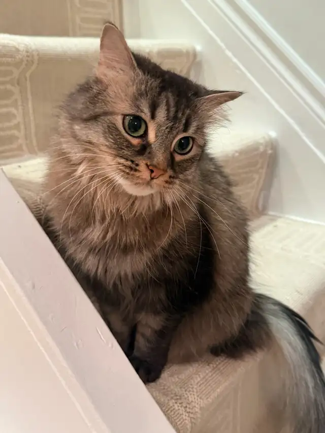 Beautiful female cat looking for a loving home - Photo 2