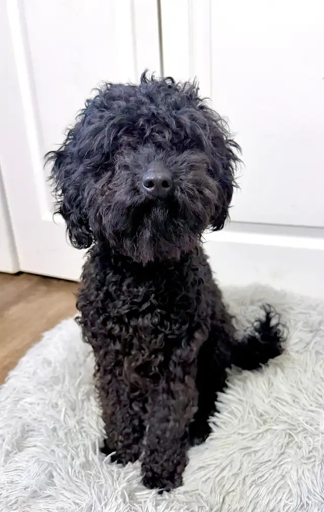 FEMALE MINIATURE POODLE