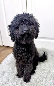 FEMALE MINIATURE POODLE