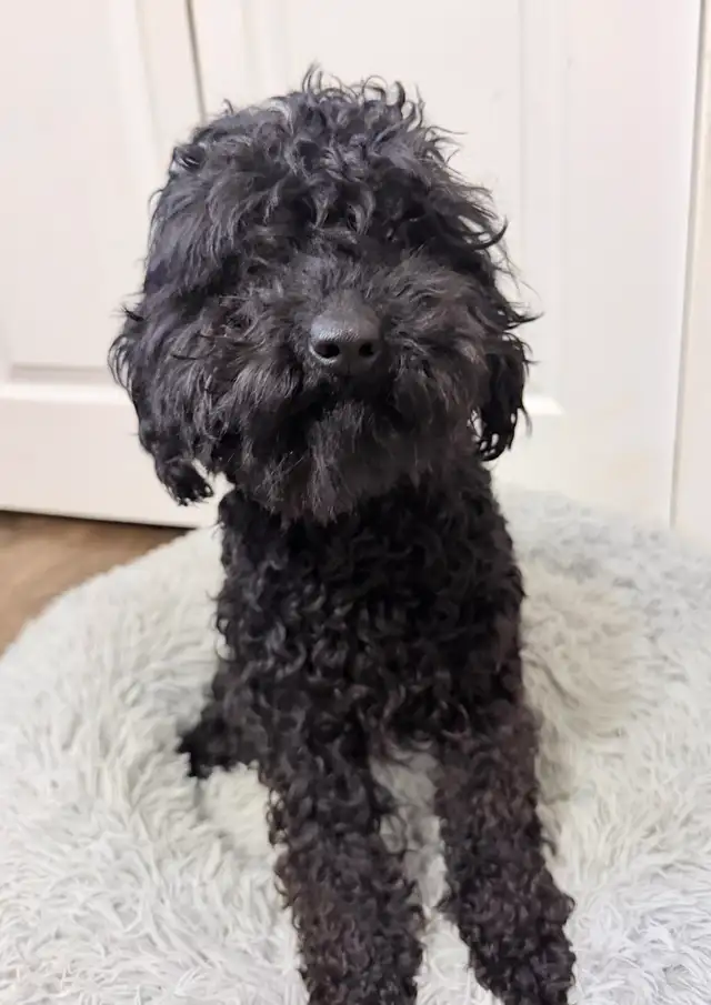 FEMALE MINIATURE POODLE - Photo 2