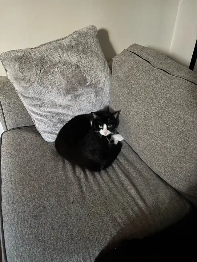 milo needs a new home!