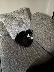 milo needs a new home!