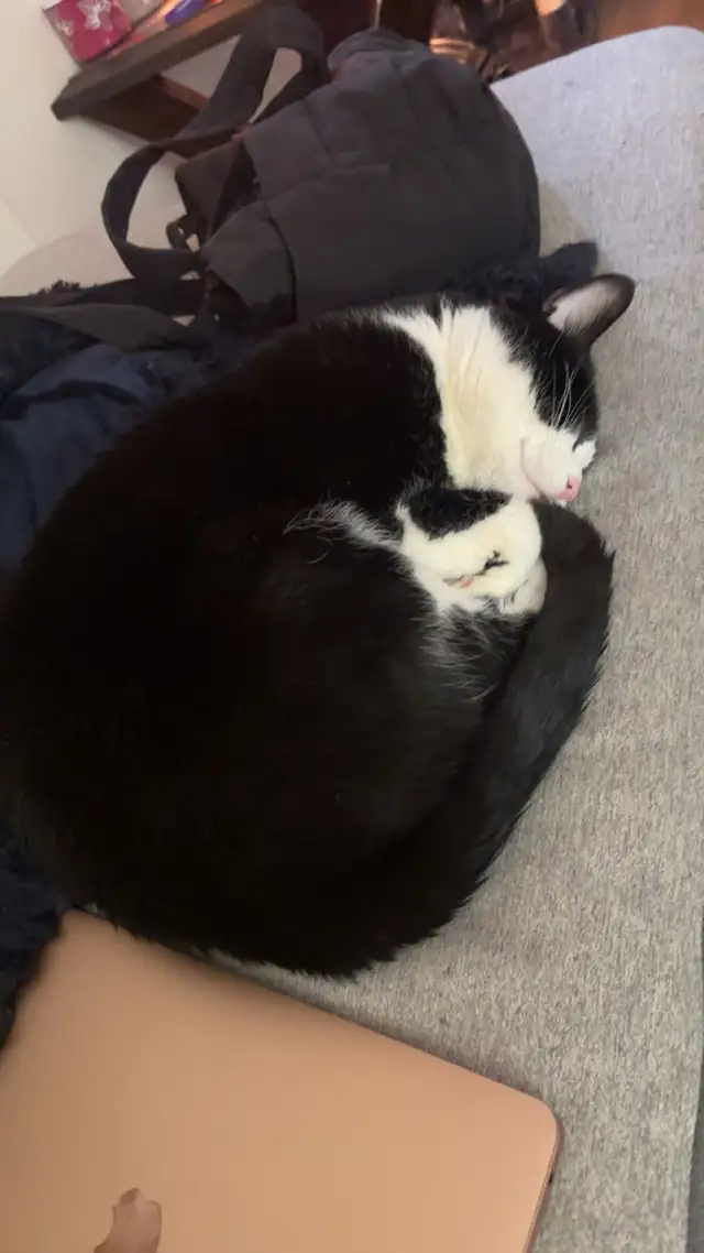 milo needs a new home! - Photo 2