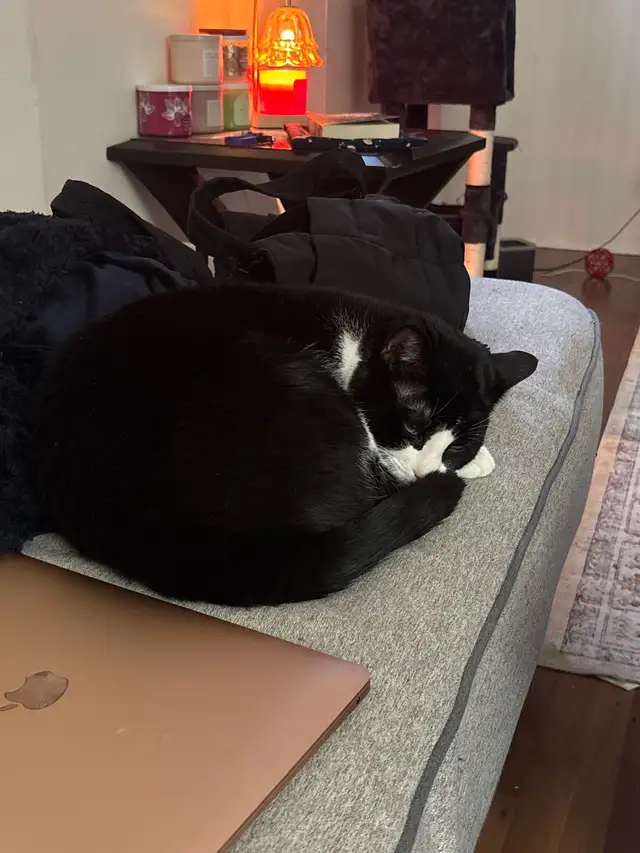 milo needs a new home! - Photo 3