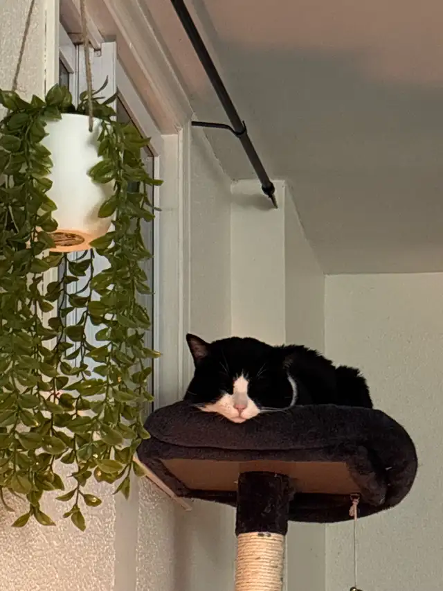 milo needs a new home! - Photo 4