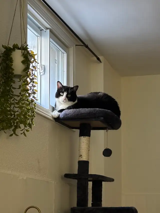 milo needs a new home! - Photo 5