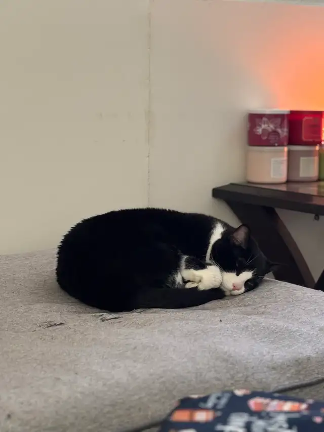 milo needs a new home! - Photo 6