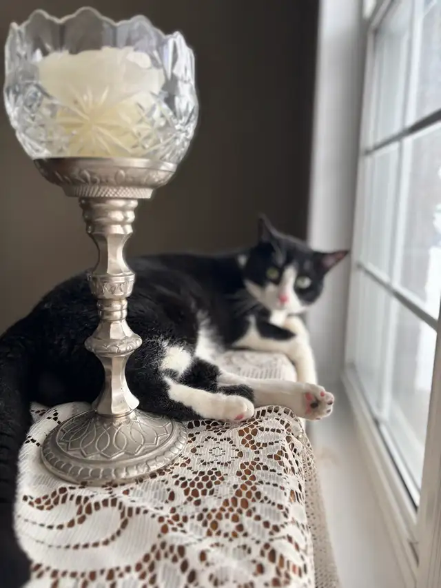 milo needs a new home! - Photo 7