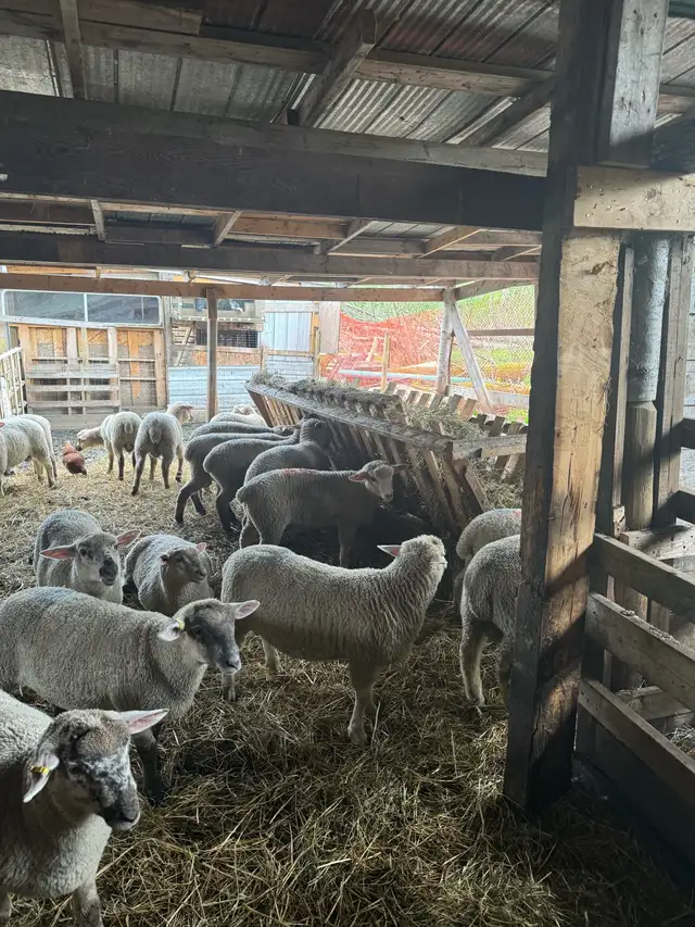 lamb and goats ready for butcher
