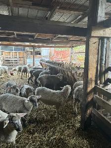 lamb and goats ready for butcher