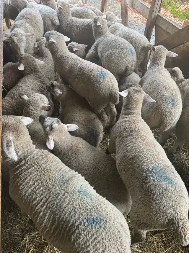 lamb and goats ready for butcher - Photo 2