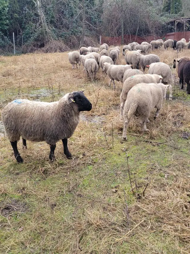 lamb and goats ready for butcher - Photo 3