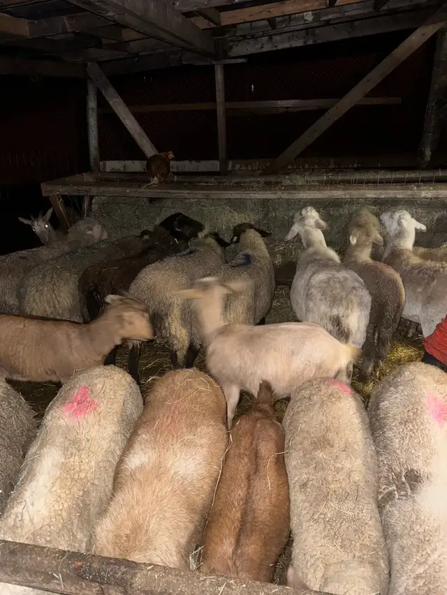 lamb and goats ready for butcher - Photo 4