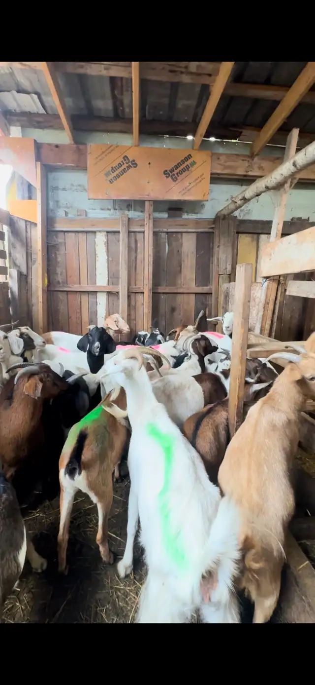 lamb and goats ready for butcher - Photo 5