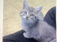 Three cute kittens seeking their forever homes