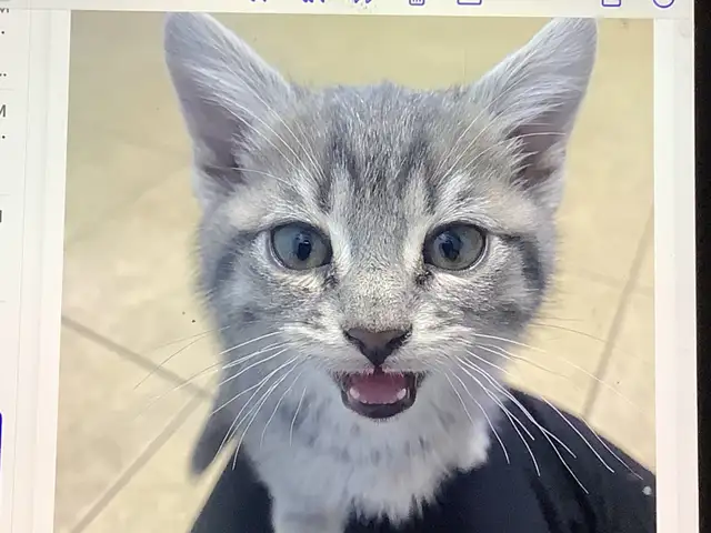 Three cute kittens seeking their forever homes - Photo 2