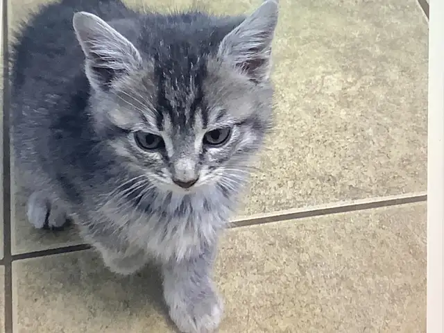 Three cute kittens seeking their forever homes - Photo 3