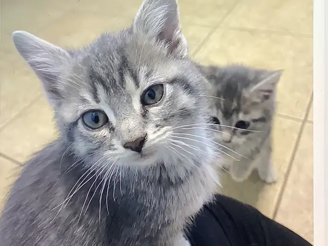 Three cute kittens seeking their forever homes - Photo 4