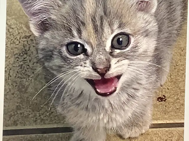 Three cute kittens seeking their forever homes - Photo 5