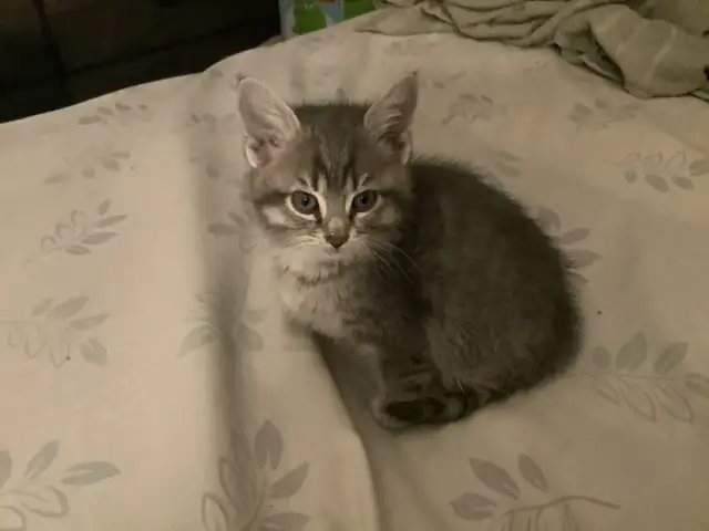 Three cute kittens seeking their forever homes - Photo 6