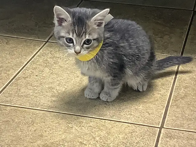 Three cute kittens seeking their forever homes - Photo 7