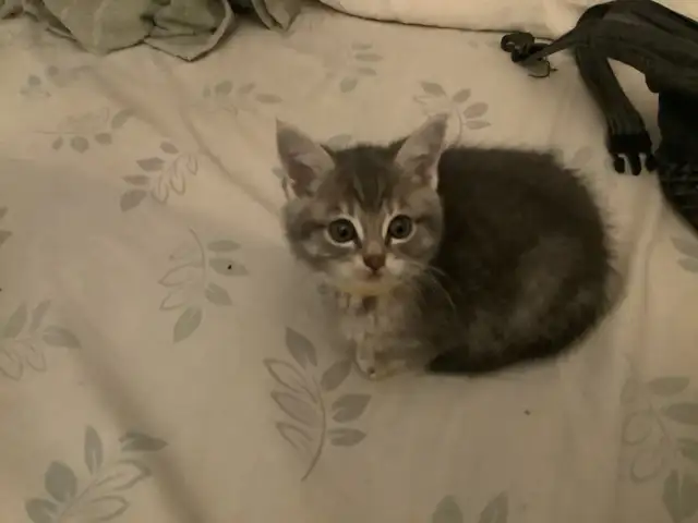 Three cute kittens seeking their forever homes - Photo 8