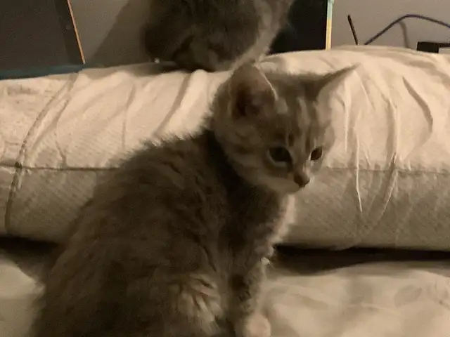 Three cute kittens seeking their forever homes - Photo 9