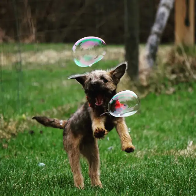 CKC REGISTERED MALE BORDER TERRIER PUPPY AVAILABLE
