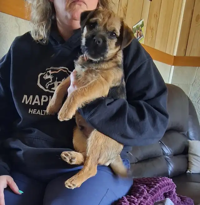 CKC REGISTERED MALE BORDER TERRIER PUPPY AVAILABLE - Photo 2