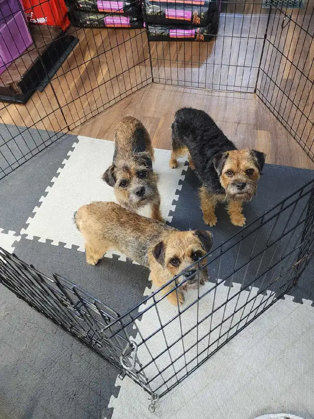 CKC REGISTERED MALE BORDER TERRIER PUPPY AVAILABLE - Photo 3