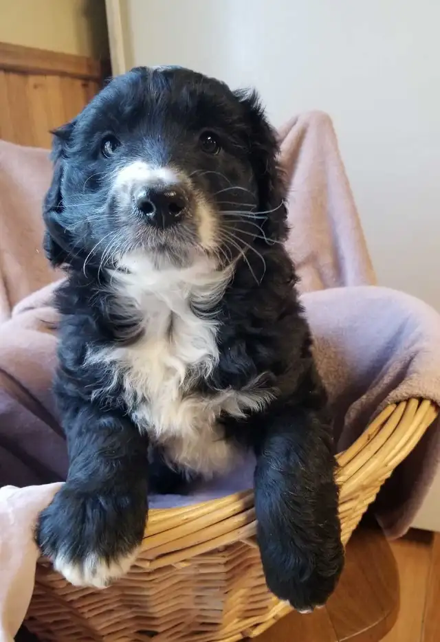 aussiedoodle puppies!