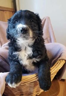aussiedoodle puppies!