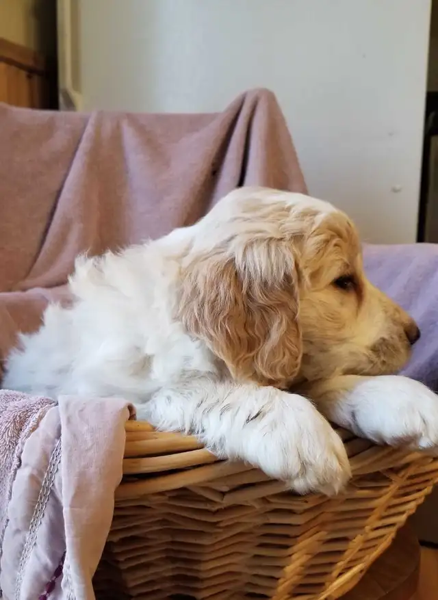 aussiedoodle puppies! - Photo 2