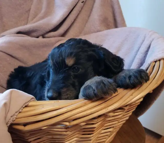 aussiedoodle puppies! - Photo 3