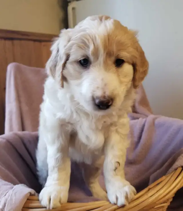 aussiedoodle puppies! - Photo 4