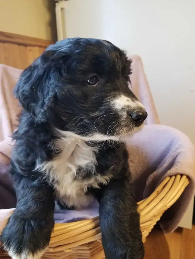 aussiedoodle puppies! - Photo 5