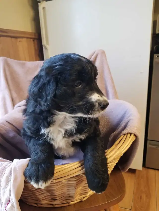 aussiedoodle puppies! - Photo 6