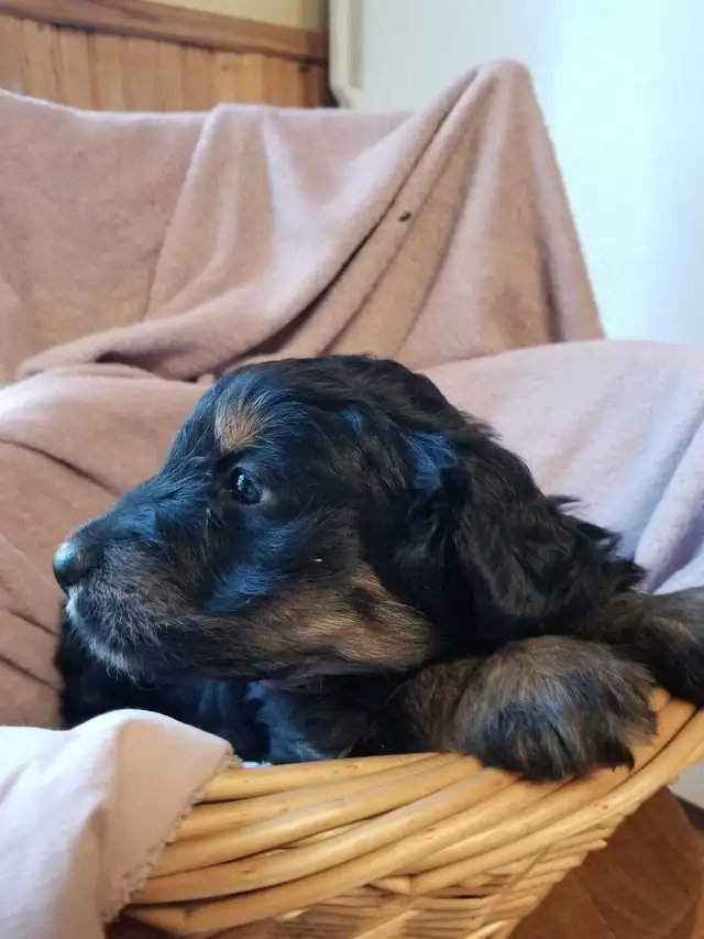 aussiedoodle puppies! - Photo 7