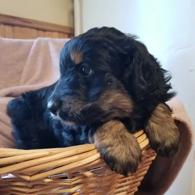 aussiedoodle puppies! - Photo 8