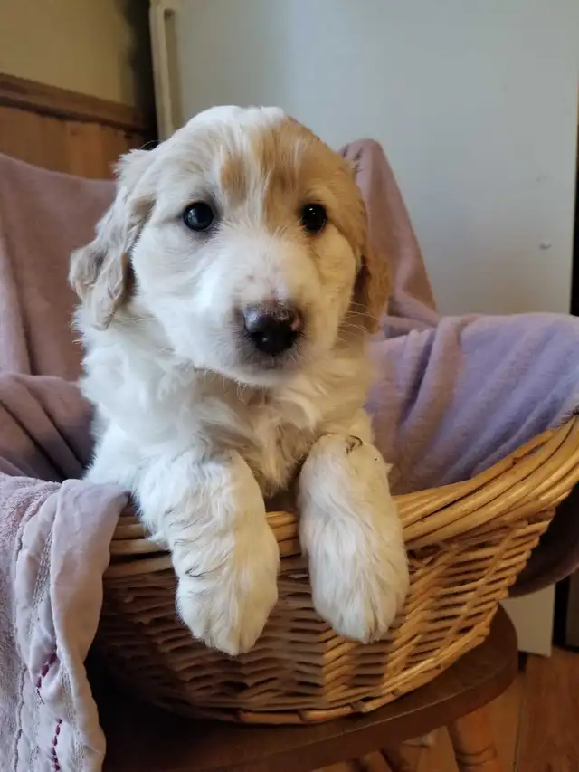 aussiedoodle puppies! - Photo 9