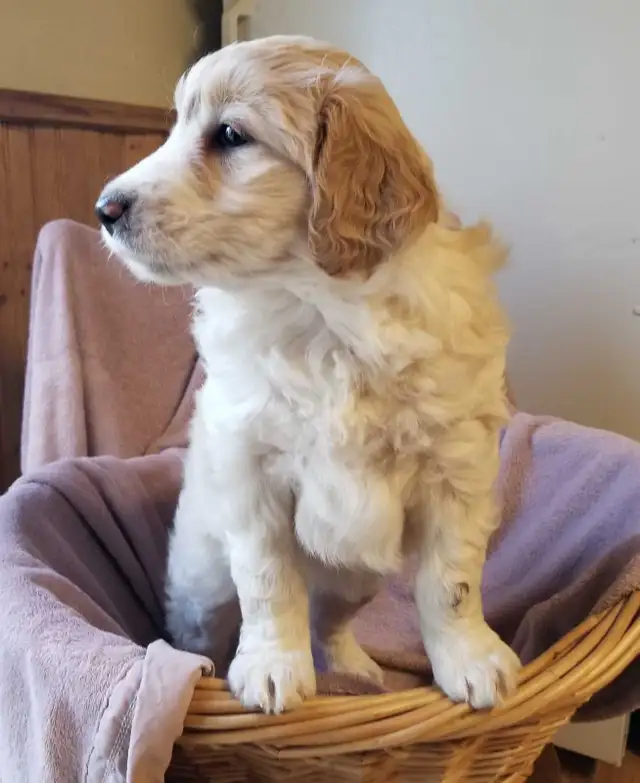 aussiedoodle puppies! - Photo 10