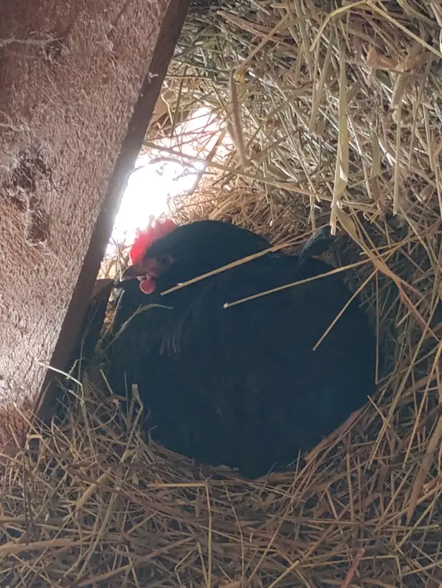 Hens for sale