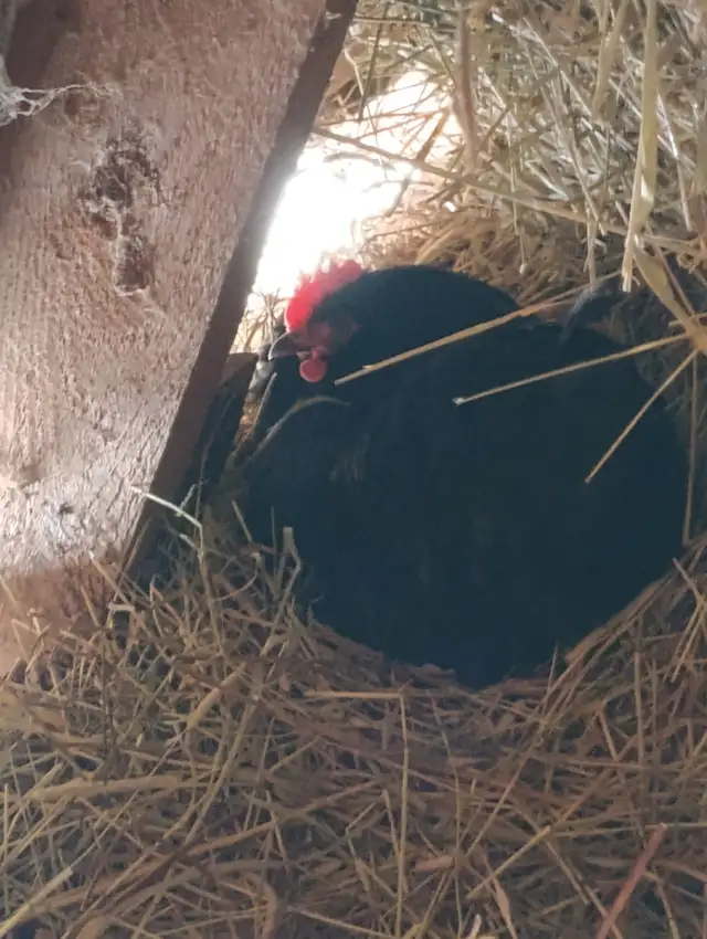 Hens for sale - Photo 2