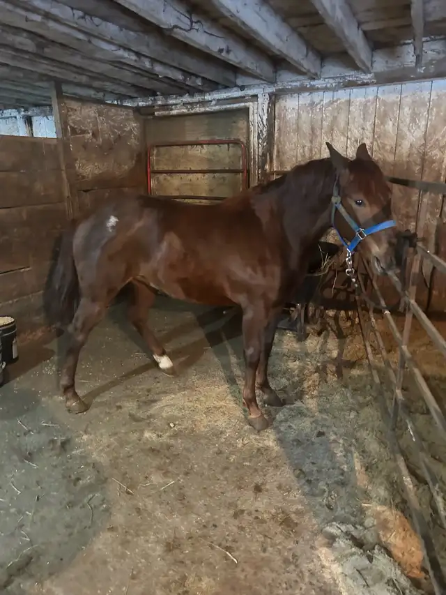coming 3 yr old quarter horse filly