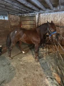 coming 3 yr old quarter horse filly