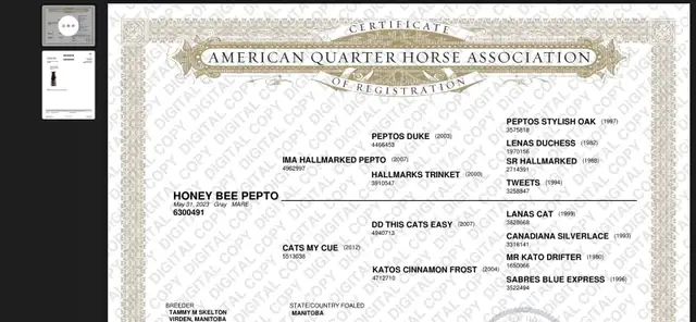 coming 3 yr old quarter horse filly - Photo 2