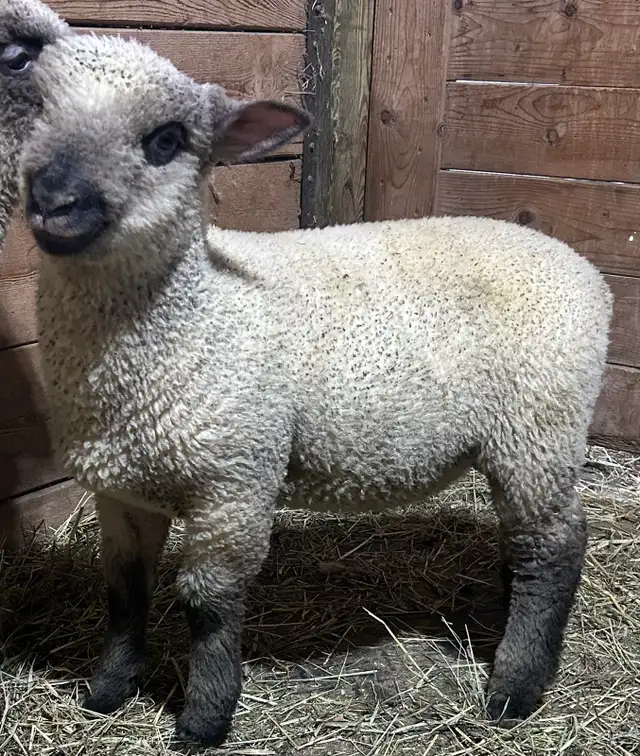 Sheep.  2 RAM lambs for sale.